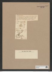 Porodiscus elegans Grev. (de-Toni-Nr.: Genus 200, Species 4826) Zeichnungen Sammlung Grunow Nr. 8484 (NHMW-BOT-W0377955)